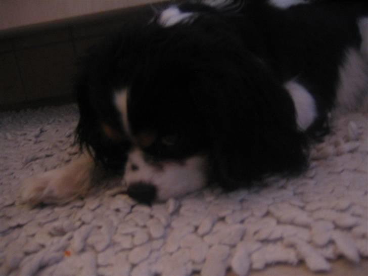 Cavalier king charles spaniel Boffi - pyhaa hvor er jeg træt, jeg tror at jeg tager en slapper(; billede 11