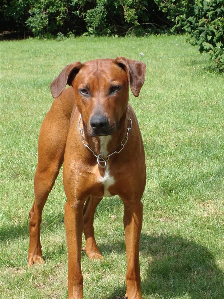 Blanding af racer Kenzo (Dobermann/Amstaff) [Himmelhund] - Kenzo igen (2 år) billede 3