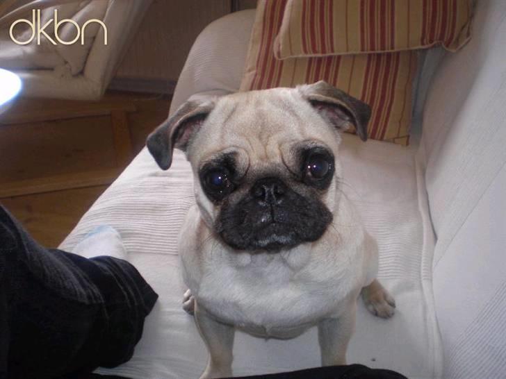 Mops Ingeborg - Jeg vil op! hehe  billede 1