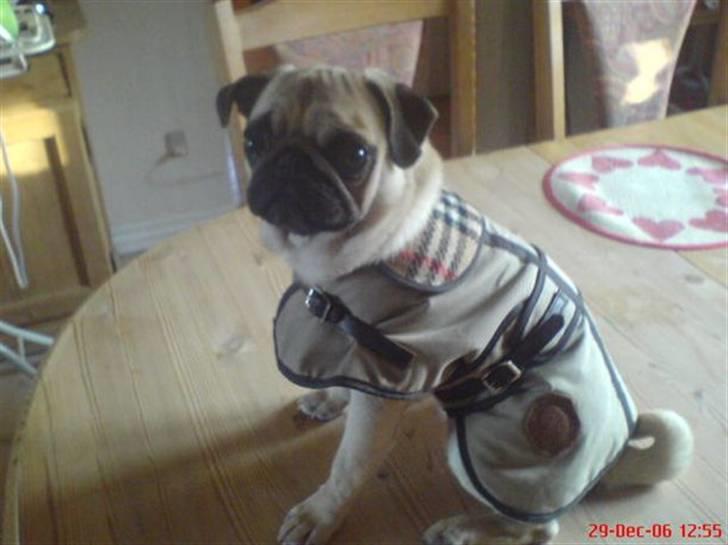 Mops Ingeborg - Ingeborg med hendes fine vinterjakke :) billede 2