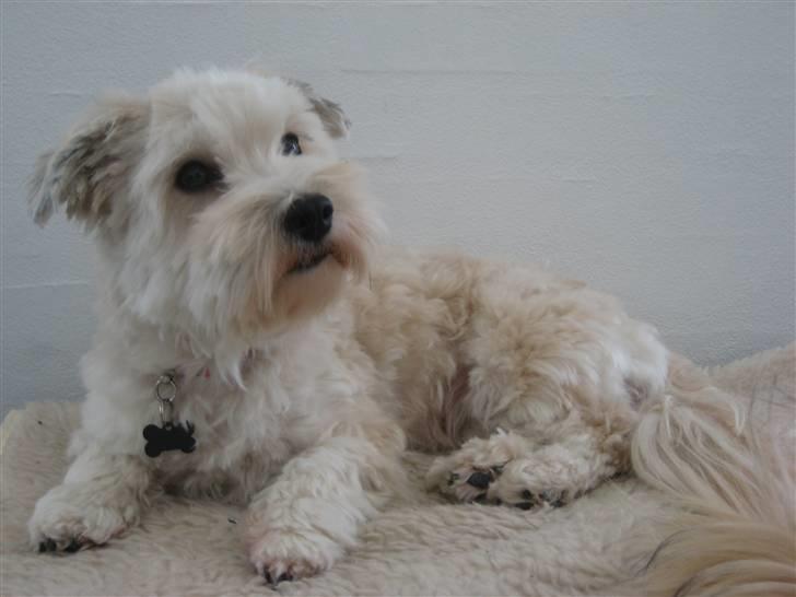 Bichon havanais Valborgs Flora (Lupe) billede 1