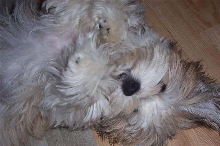 Bichon havanais Valborgs Flora (Lupe) - Lupe som lille, ligger og gør sig til :-)  billede 2