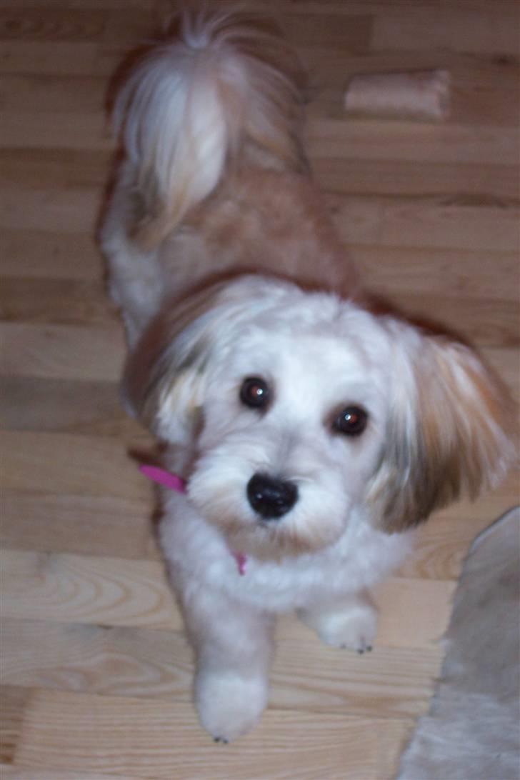 Bichon havanais Valborgs Flora (Lupe) - Lupe somerklippet billede 3