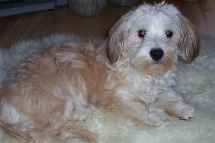 Bichon havanais Valborgs Flora (Lupe) - Ligger og nyder livet på sit tæppe  billede 4