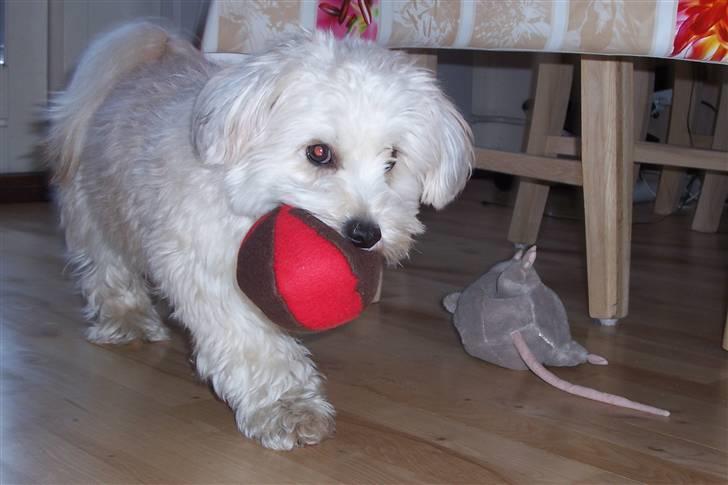 Bichon havanais Valborgs Flora (Lupe) - Så skal der leges... billede 5