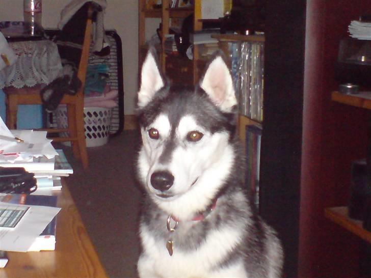 Siberian husky Chemukh - Er hun ikke bare fotogen ?? <3 billede 1