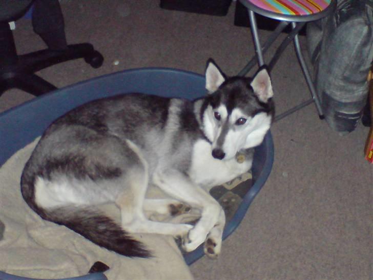 Siberian husky Chemukh - klar til at sove<3 billede 2