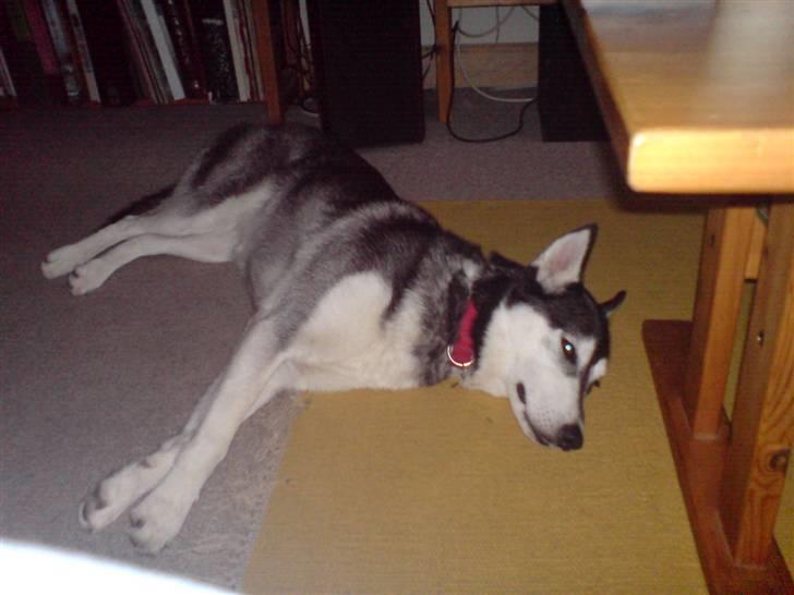 Siberian husky Chemukh - lang dag meget træt billede 3