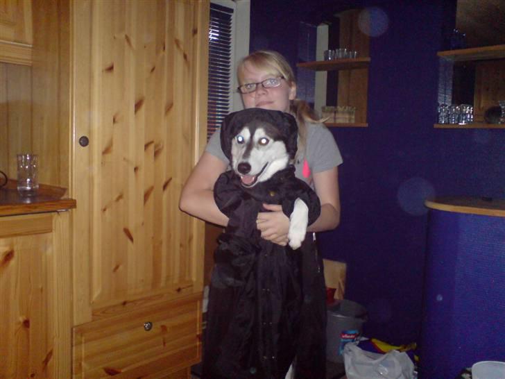 Siberian husky Chemukh - Jeg hader regn billede 5