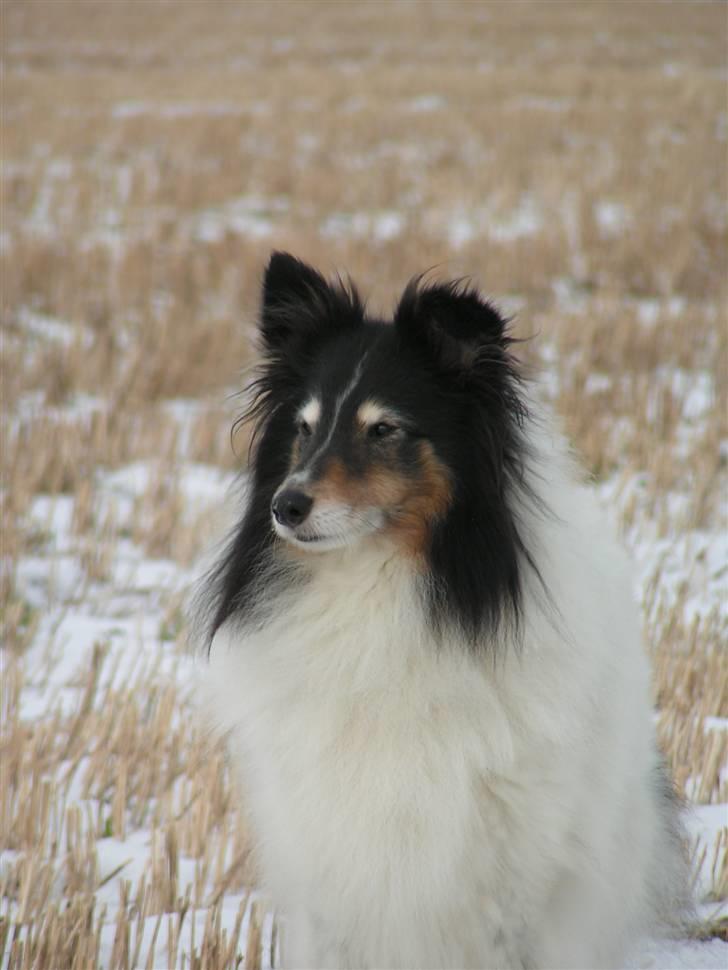 Shetland sheepdog Zita - R.I.P billede 10