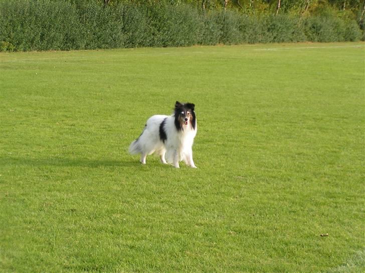 Shetland sheepdog Zita - R.I.P billede 11