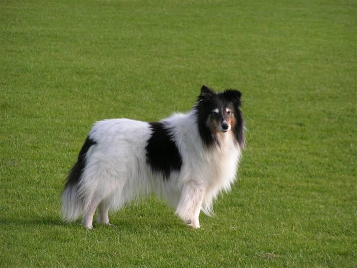 Shetland sheepdog Zita - R.I.P billede 12