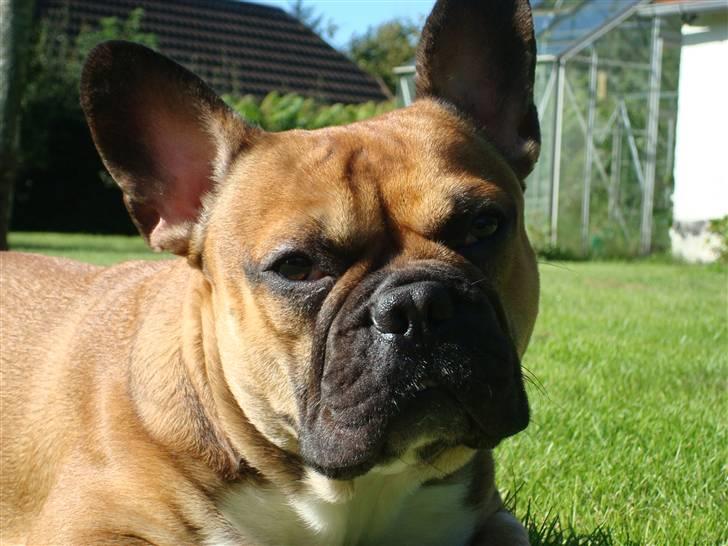 Fransk bulldog Hector - Velkommen til min profil, Jeg håber at i vil nyde de billeder som min mor har taget af mig, selv om jeg ikk er helt let at tage billeder af c",) billede 1
