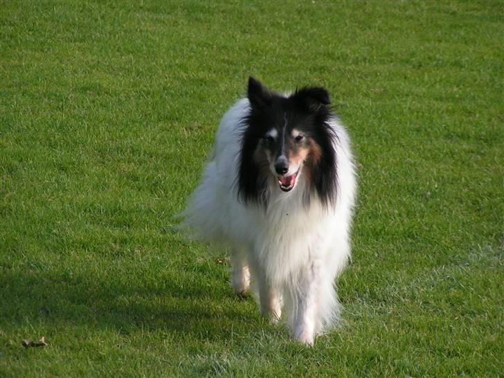 Shetland sheepdog Zita - R.I.P billede 13
