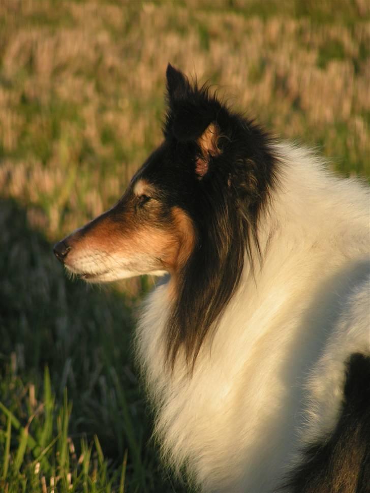 Shetland sheepdog Zita - R.I.P billede 14