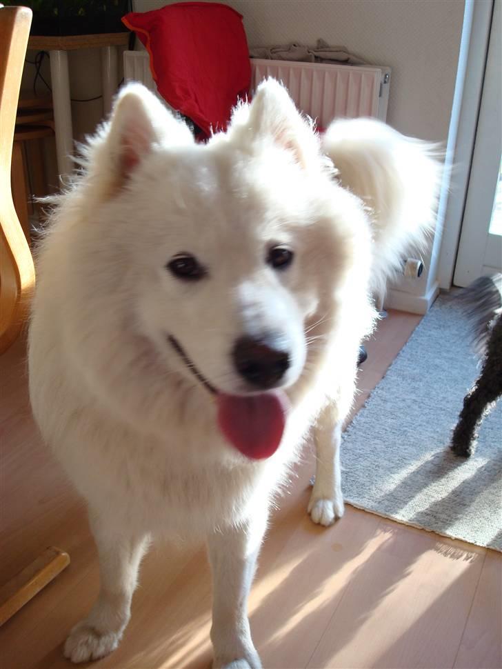 Samojedhund sigurd billede 1