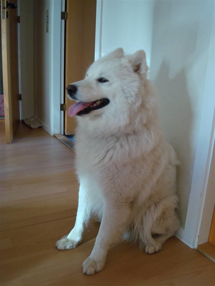 Samojedhund sigurd billede 3