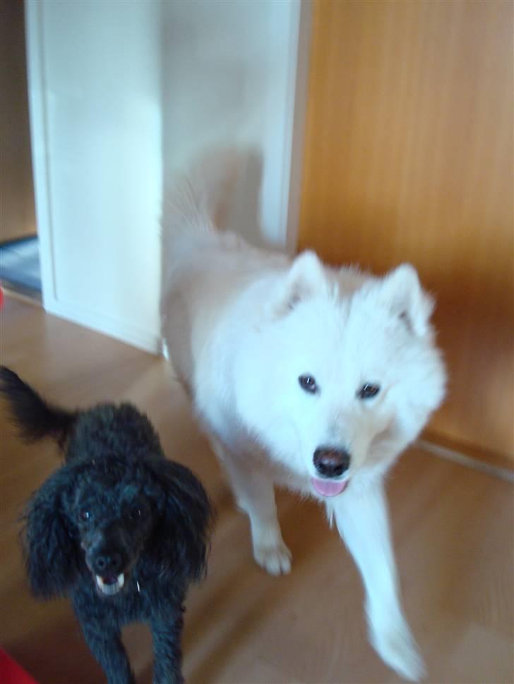 Samojedhund sigurd billede 4