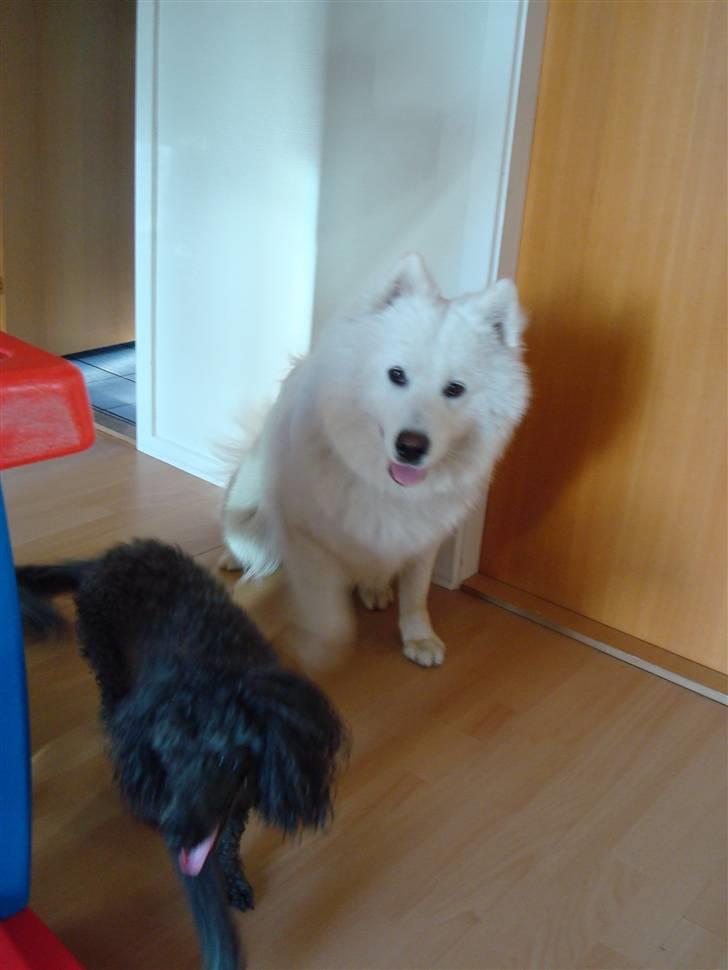 Samojedhund sigurd billede 5