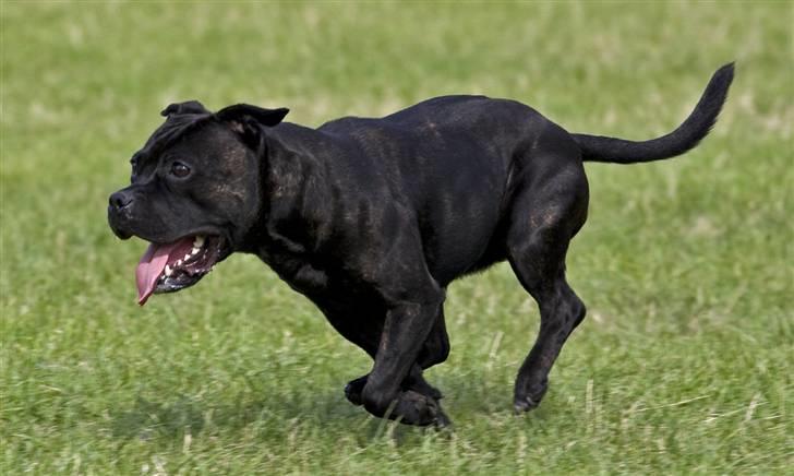 Staffordshire bull terrier Princess R.I.P. 30/4-11 - Se hvor hurtigt jeg kan løbe! - Taget af *SBHT * herfra billede 14