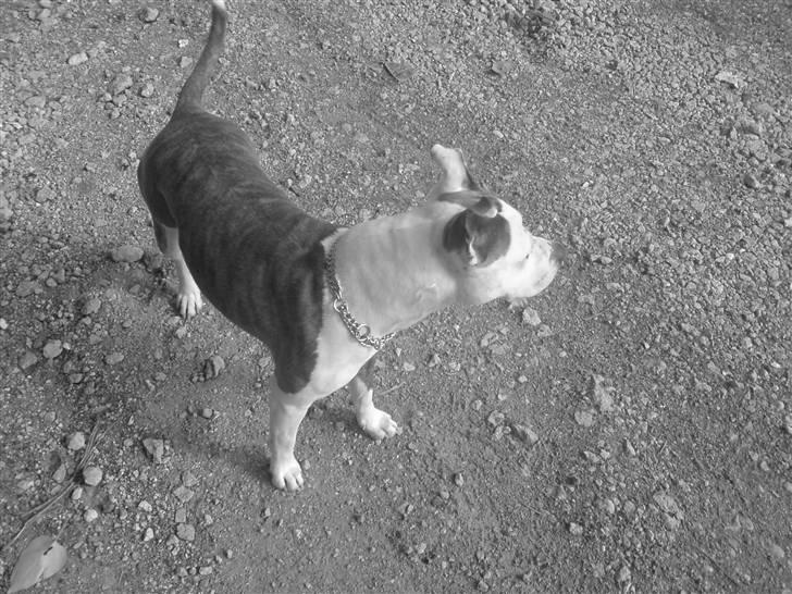 Amerikansk staffordshire terrier Laika billede 3