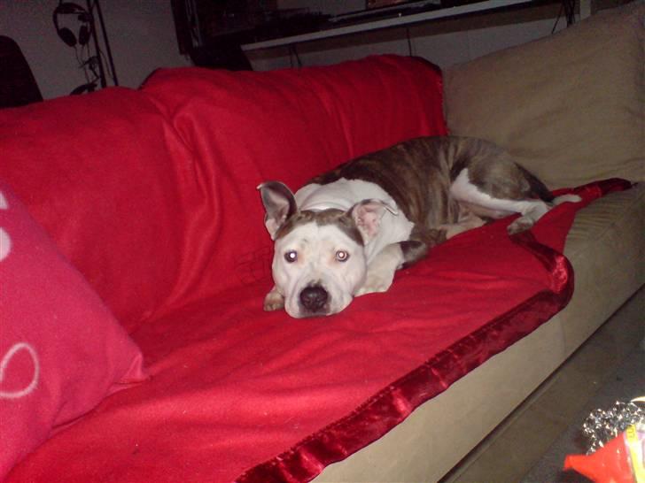 Amerikansk staffordshire terrier Laika billede 4