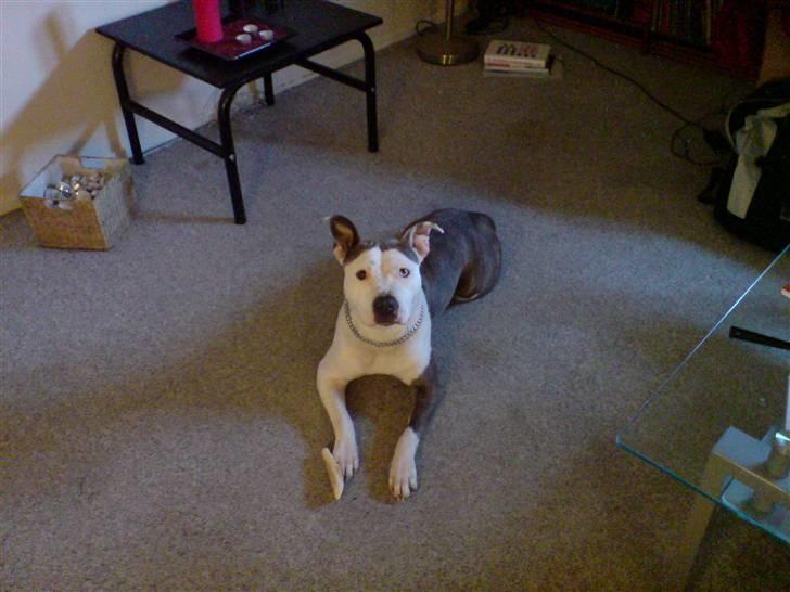 Amerikansk staffordshire terrier Laika billede 5