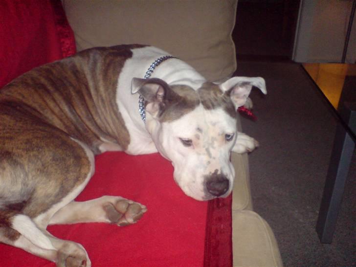 Amerikansk staffordshire terrier Laika billede 6