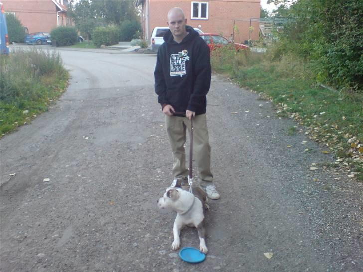 Amerikansk staffordshire terrier Laika billede 7