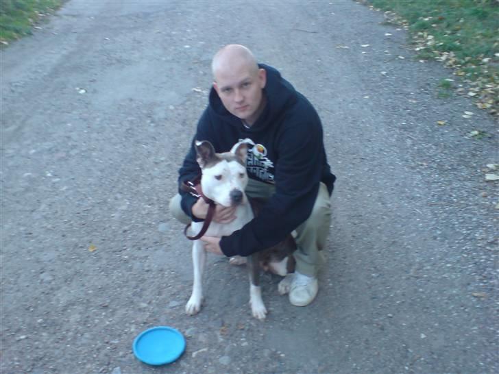 Amerikansk staffordshire terrier Laika billede 8