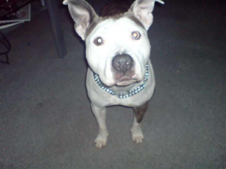 Amerikansk staffordshire terrier Laika billede 9