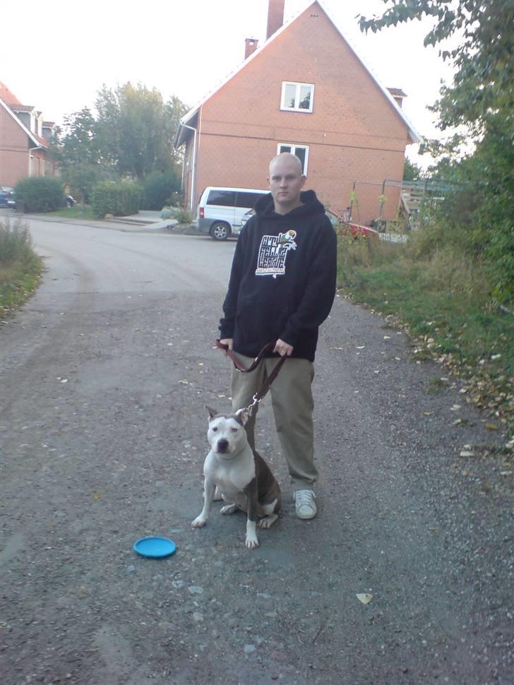 Amerikansk staffordshire terrier Laika billede 10