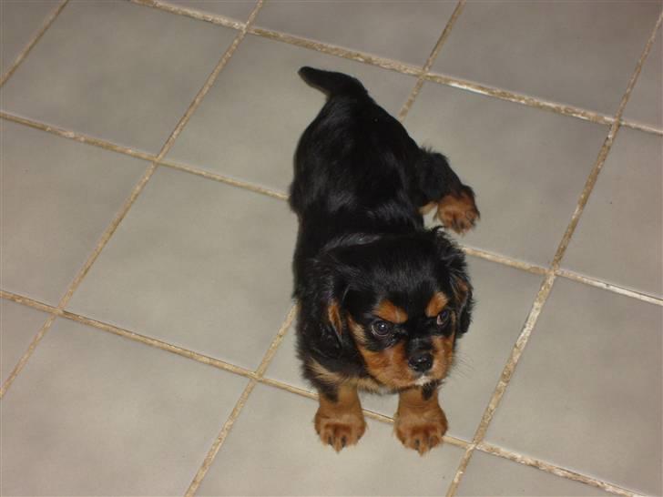 Cavalier king charles spaniel Thyhom´s Karbon billede 1