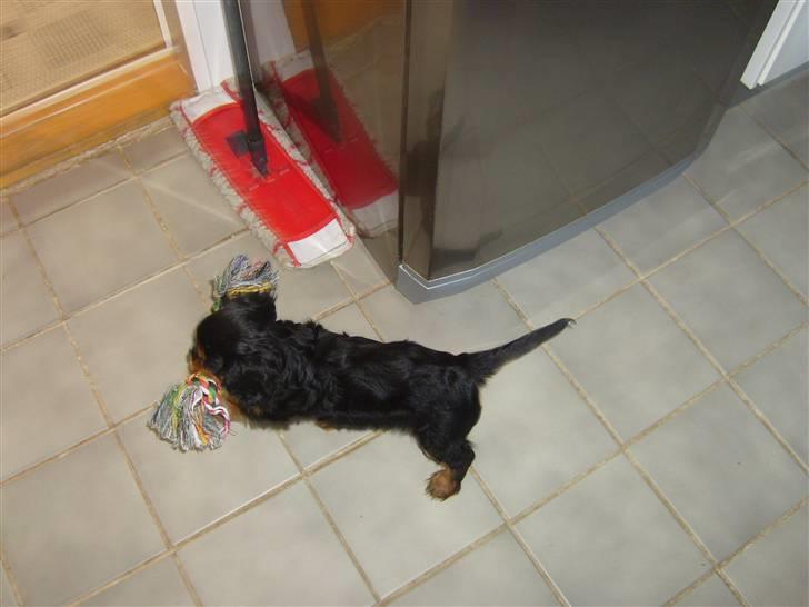 Cavalier king charles spaniel Thyhom´s Karbon billede 2