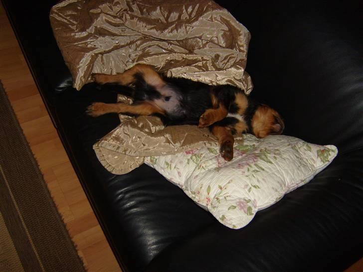 Cavalier king charles spaniel Thyhom´s Karbon billede 3