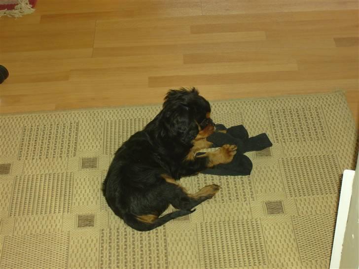 Cavalier king charles spaniel Thyhom´s Karbon billede 4