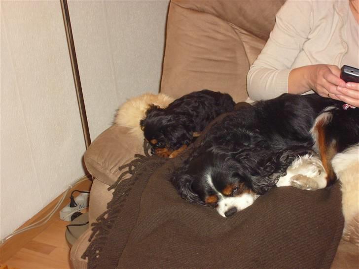 Cavalier king charles spaniel Thyhom´s Karbon billede 5