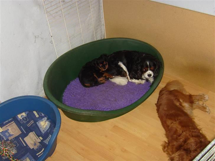 Cavalier king charles spaniel Thyhom´s Karbon billede 6