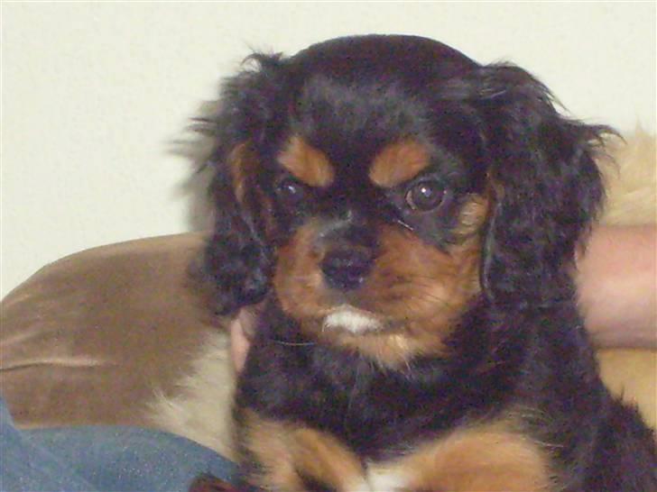 Cavalier king charles spaniel Thyhom´s Karbon billede 7
