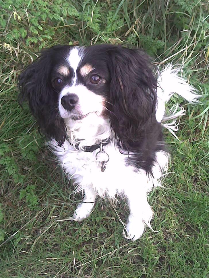 Blanding af racer Maggie - Jeg er da bare for sød ! (: billede 13