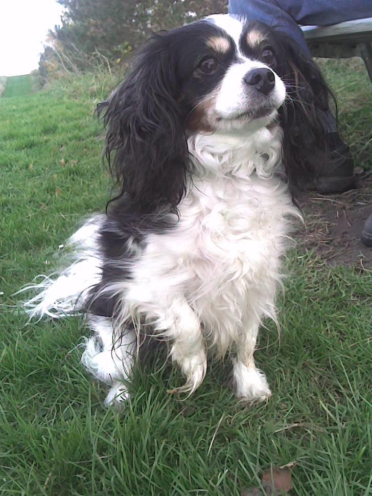 Blanding af racer Maggie billede 14