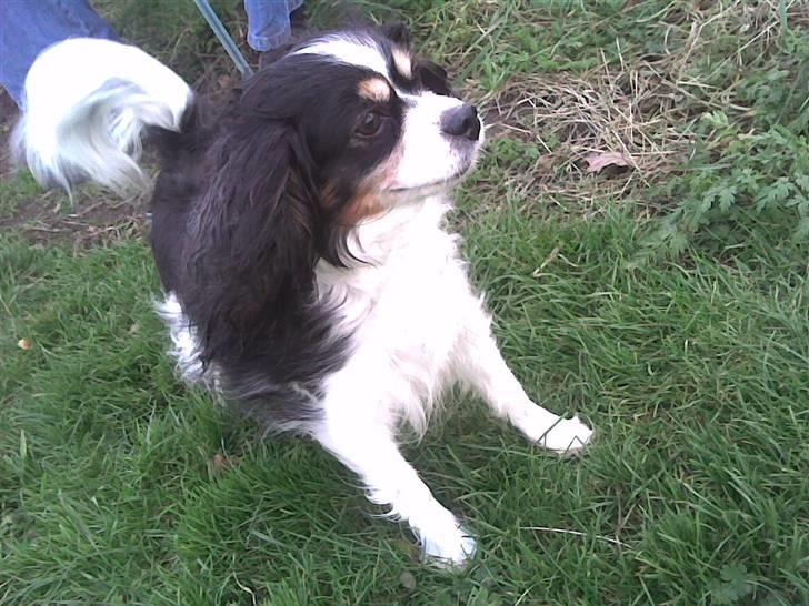 Blanding af racer Maggie - Tror lige jeg så en kat !? billede 15