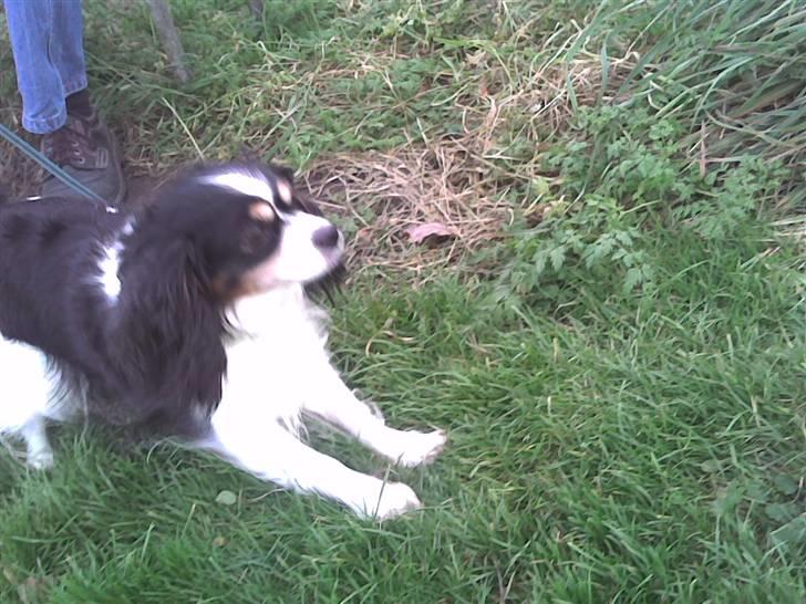 Blanding af racer Maggie - Så skal der løbes ! billede 16