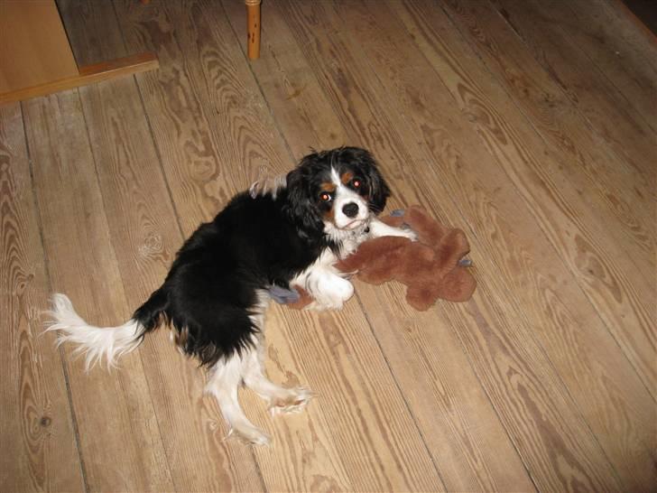 Cavalier king charles spaniel Asterix - Nu er jeg 7 måneder gammel- og Hr.Abe og jeg er stadig bedste venner billede 20