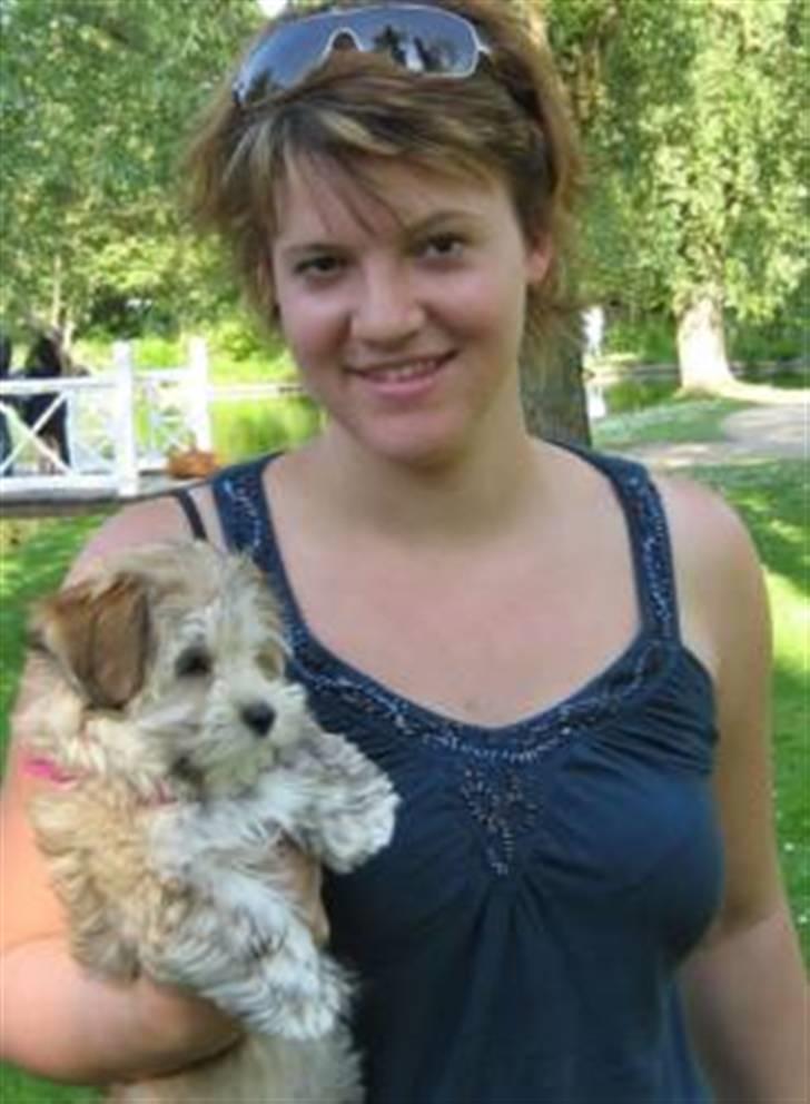 Bichon havanais Valborgs Flora (Lupe) - Et af de få billeder jeg har af Lupe som lille, da min gamle PC gik ned og billeder gik tabt. :-(  billede 6