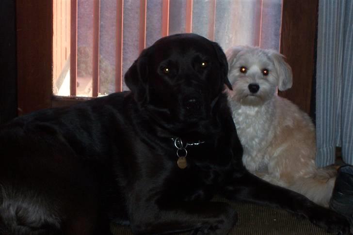 Bichon havanais Valborgs Flora (Lupe) - Lupe med sin bedste ven Freja (mine forældres hund)  billede 7