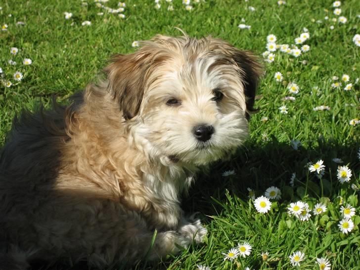 Bichon havanais Valborgs Flora (Lupe) - Lupe som Hvalp. billede 8