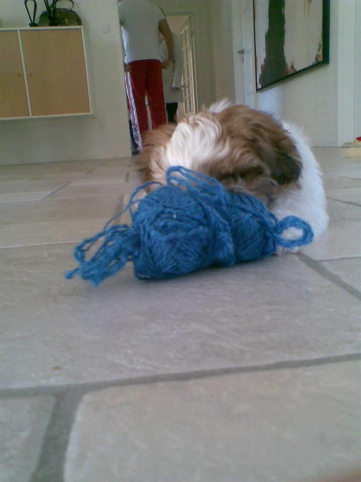 Shih tzu Kiwi - Miin Kiwi billede 8