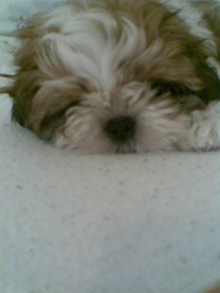 Shih tzu Kiwi - Nuurh billede 9
