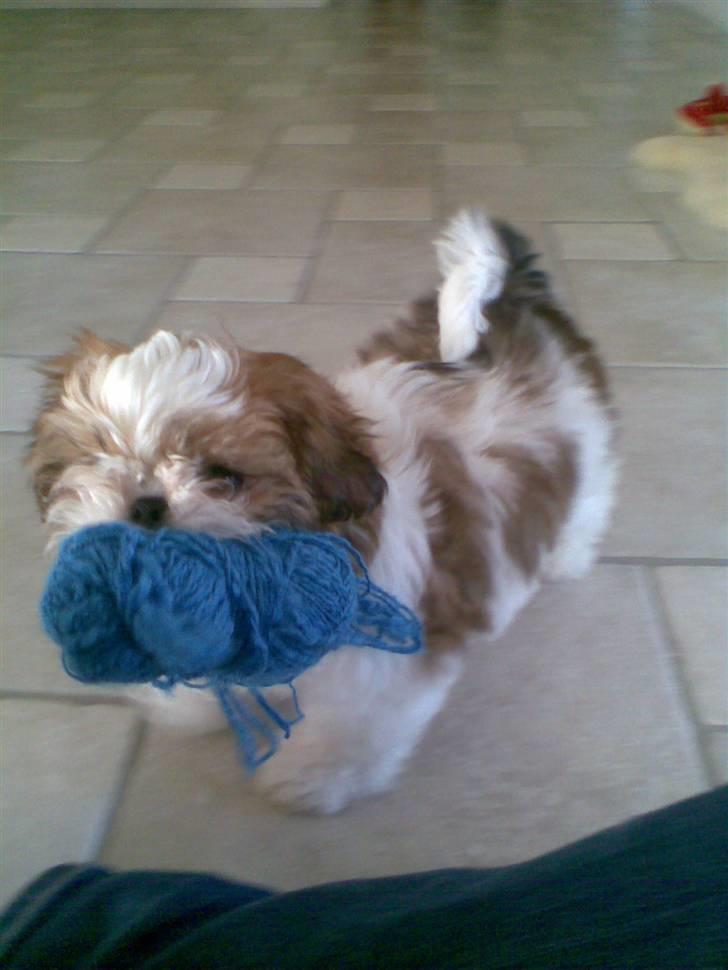 Shih tzu Kiwi - LEGER billede 10